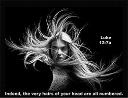 See Warren's enlarged Scripture image of Luke 12:7a NIV See Warren's enlarged Scripture image of Luke 12:7a